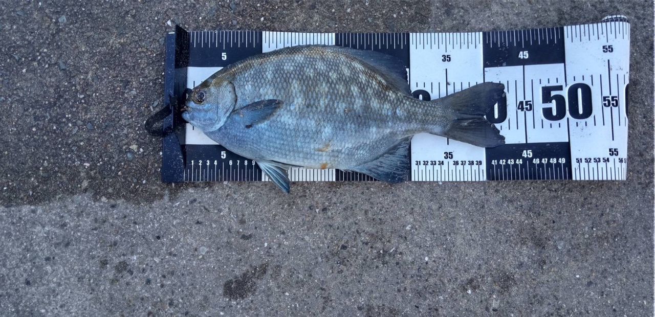 テンジクイサキ