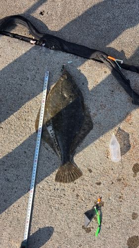 イシガレイの釣果