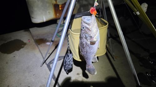 クロソイの釣果