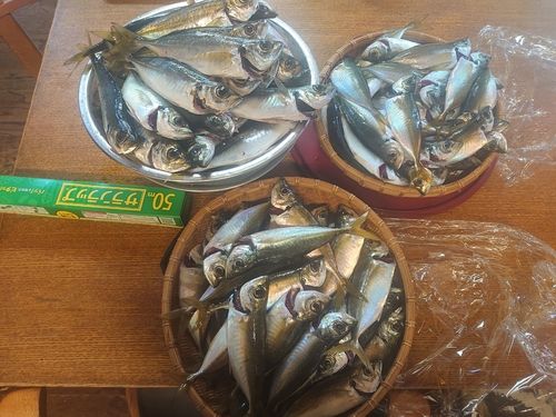 マアジの釣果