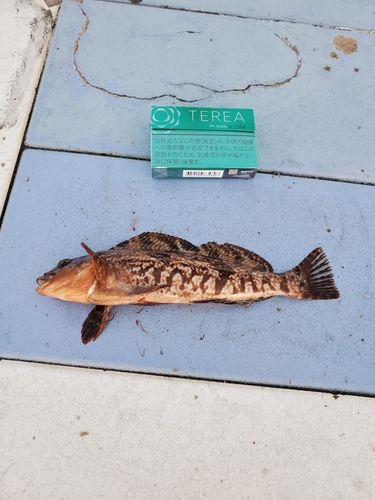 アイナメの釣果