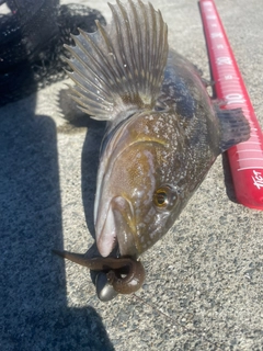 アイナメの釣果