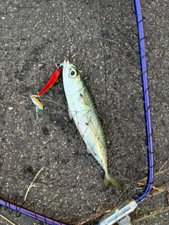 サバの釣果
