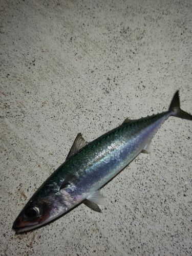 サバの釣果
