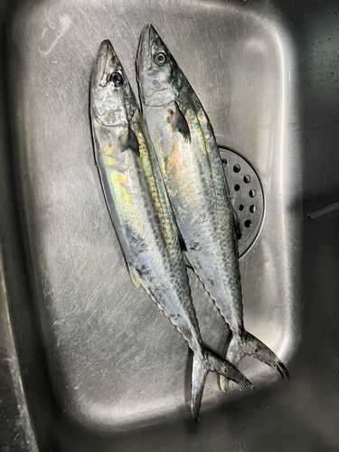サゴシの釣果
