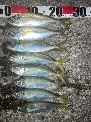 マアジの釣果