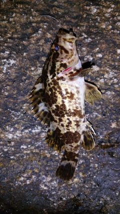 タケノコメバルの釣果