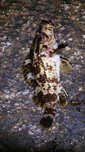 タケノコメバルの釣果