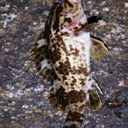 タケノコメバル