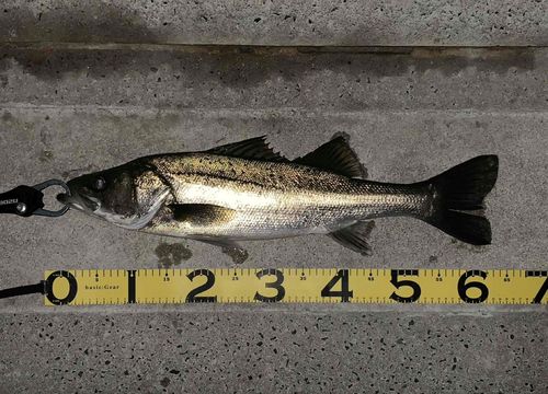 シーバスの釣果