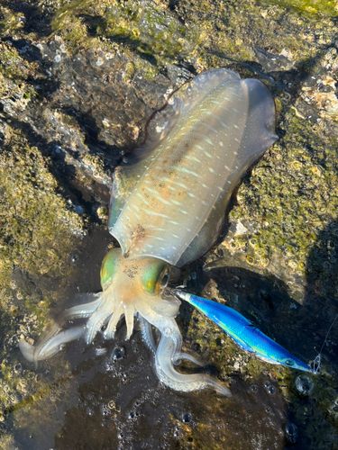 アオリイカの釣果