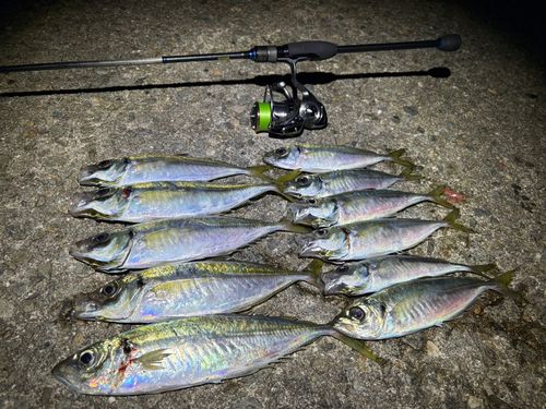 アジの釣果