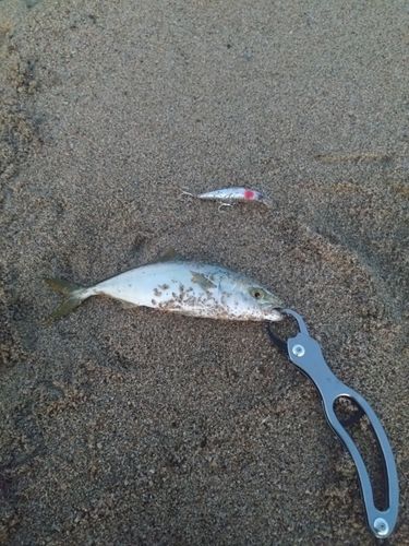 ツバスの釣果