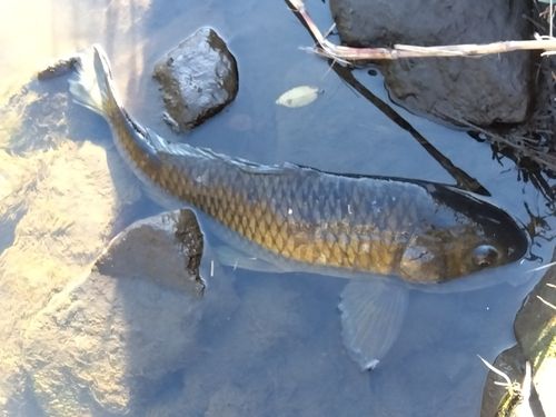 コイの釣果