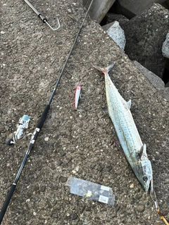 サワラの釣果