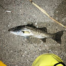 セイゴ（マルスズキ）