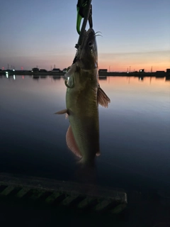 アメリカンキャットフィッシュの釣果