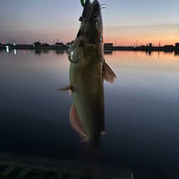 アメリカンキャットフィッシュ