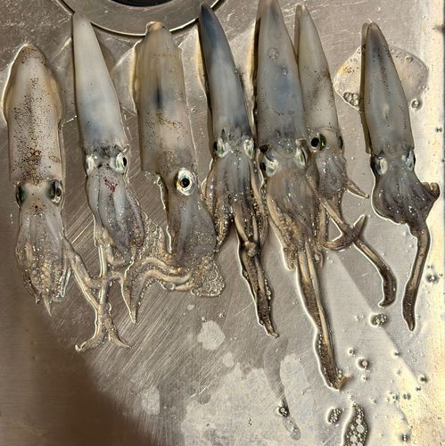 千葉港中央埠頭