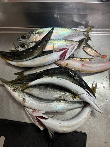 カマスの釣果