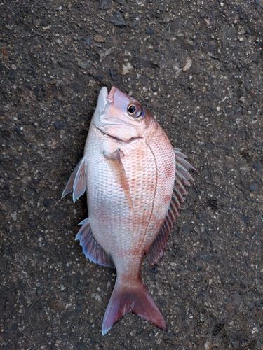 チャリコの釣果