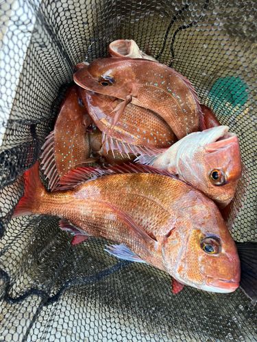 マダイの釣果