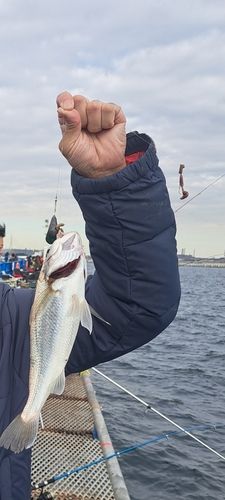 本牧海づり施設