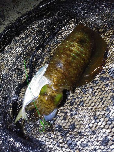 アオリイカの釣果