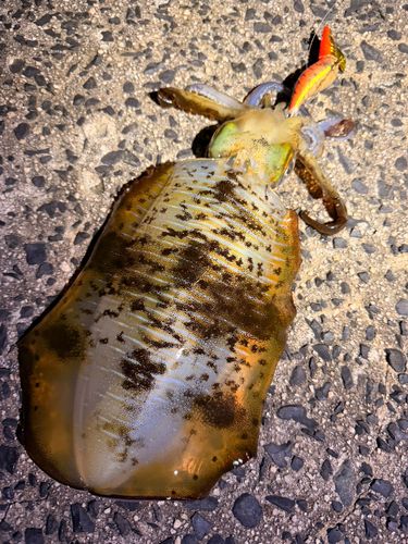 アオリイカの釣果