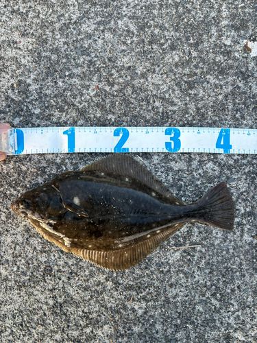 イシガレイの釣果