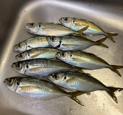 アジの釣果