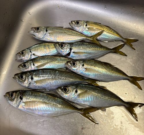 アジの釣果