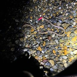 ダイナンウミヘビ