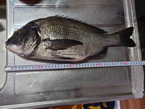 クロダイの釣果