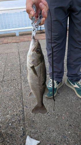日明海峡釣り公園