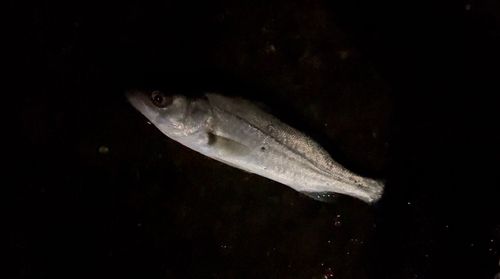 ディズニーリゾート付近