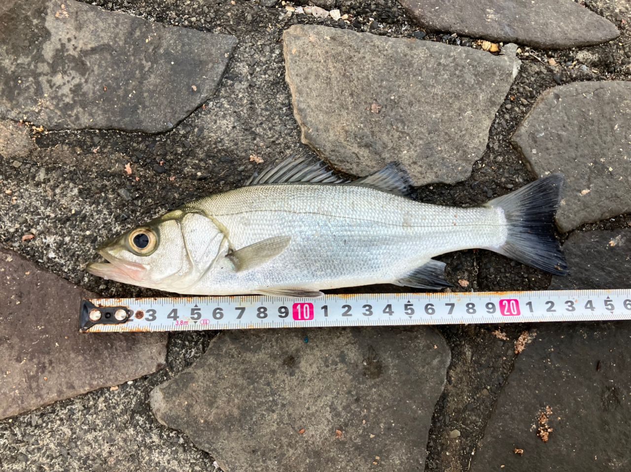 セイゴ（マルスズキ）