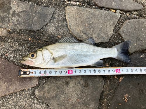 セイゴ（マルスズキ）の釣果