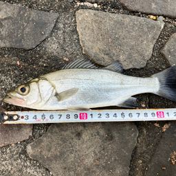 セイゴ（マルスズキ）