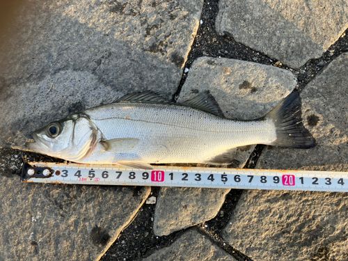 セイゴ（マルスズキ）の釣果
