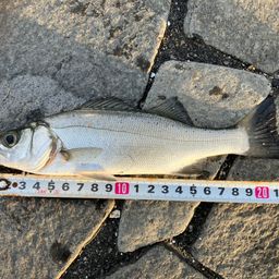 セイゴ（マルスズキ）