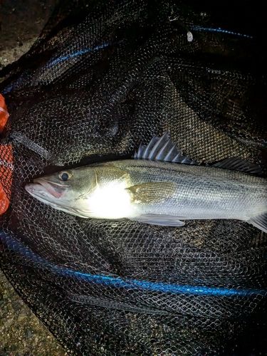 フッコ（マルスズキ）の釣果