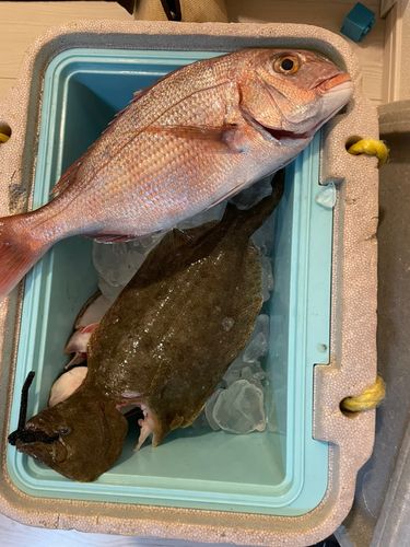 ヒラメの釣果