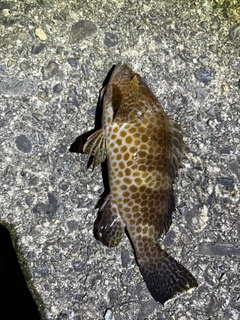 オオモンハタの釣果