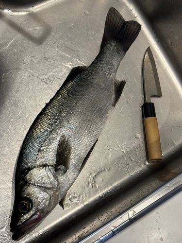 ヒラスズキの釣果