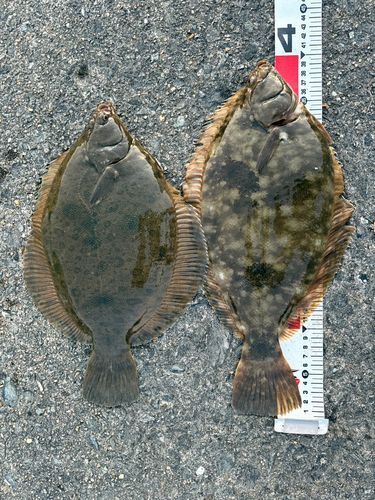 マコガレイの釣果