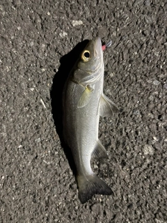 セイゴ（マルスズキ）の釣果