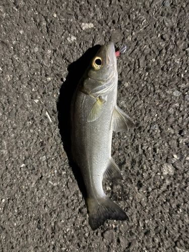 セイゴ（マルスズキ）の釣果