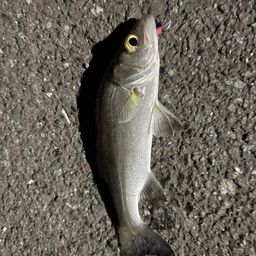 セイゴ（マルスズキ）