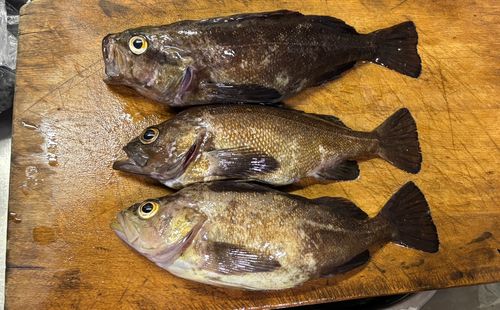 エゾメバルの釣果